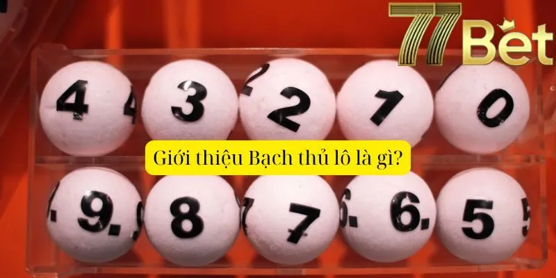 Giới thiệu Bạch thủ lô là gì?